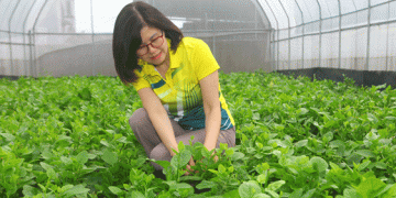 Organic Vegetable Farming: A Profitable and Sustainable Business Model for Modern Agriculture