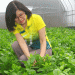 Organic Vegetable Farming: A Profitable and Sustainable Business Model for Modern Agriculture