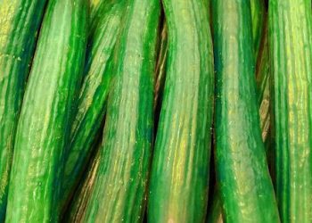Spain Dominates Global Cucumber Exports in 2024: A Deep Dive into the Data