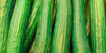 Spain Dominates Global Cucumber Exports in 2024: A Deep Dive into the Data