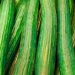 Spain Dominates Global Cucumber Exports in 2024: A Deep Dive into the Data