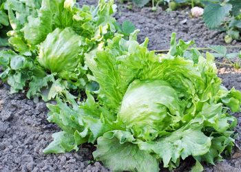 Iceberg Lettuce Glut: Challenges and Opportunities for Farmers and Markets