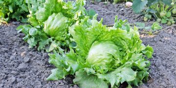 Iceberg Lettuce Glut: Challenges and Opportunities for Farmers and Markets