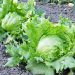 Iceberg Lettuce Glut: Challenges and Opportunities for Farmers and Markets