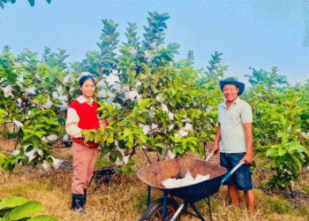 Ruby Guava Farming: A Profitable and Sustainable Model for Modern Agriculture