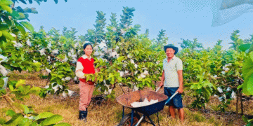 Ruby Guava Farming: A Profitable and Sustainable Model for Modern Agriculture
