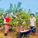 Ruby Guava Farming: A Profitable and Sustainable Model for Modern Agriculture