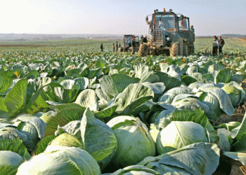 Boosting Potato and Vegetable Production in Krasnoyarsk: Subsidies, Trends, and Future Prospects
