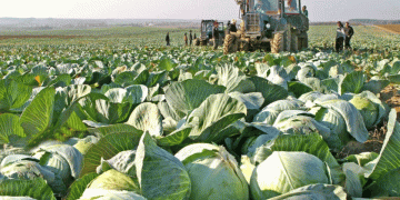 Boosting Potato and Vegetable Production in Krasnoyarsk: Subsidies, Trends, and Future Prospects