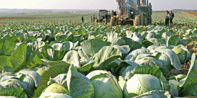 Boosting Potato and Vegetable Production in Krasnoyarsk: Subsidies, Trends, and Future Prospects