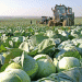 Boosting Potato and Vegetable Production in Krasnoyarsk: Subsidies, Trends, and Future Prospects