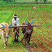 Rising Temperatures Threaten Vegetable Farming in Maharashtra: Challenges and Solutions for Farmers