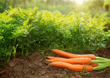 Why Are Key Vegetables Suddenly More Expensive in Bashkortostan? Analyzing Price Trends and Their Impact on Agriculture
