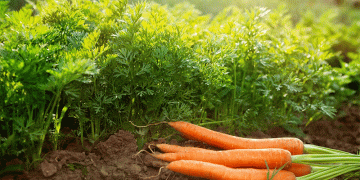 Why Are Key Vegetables Suddenly More Expensive in Bashkortostan? Analyzing Price Trends and Their Impact on Agriculture