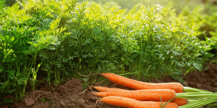 Why Are Key Vegetables Suddenly More Expensive in Bashkortostan? Analyzing Price Trends and Their Impact on Agriculture