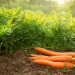 Why Are Key Vegetables Suddenly More Expensive in Bashkortostan? Analyzing Price Trends and Their Impact on Agriculture