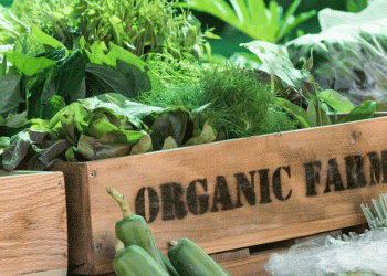 Boosting Welsh Agriculture: How Organic School Meals Could Transform Farming by 2030