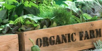 Boosting Welsh Agriculture: How Organic School Meals Could Transform Farming by 2030