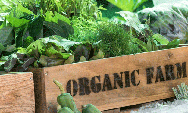 Boosting Welsh Agriculture: How Organic School Meals Could Transform Farming by 2030