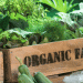 Boosting Welsh Agriculture: How Organic School Meals Could Transform Farming by 2030