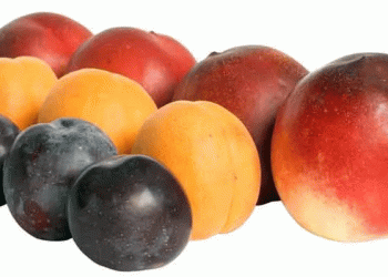 Spanish Stone Fruit Season 2024: Delayed Start, High Quality, and Minimal Hail Damage – What Farmers and Exporters Need to Know