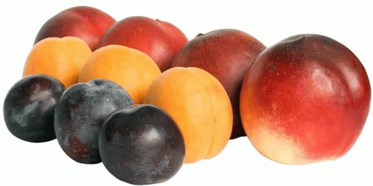 Spanish Stone Fruit Season 2024: Delayed Start, High Quality, and Minimal Hail Damage – What Farmers and Exporters Need to Know