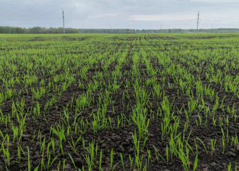 Tymen District’s Spring Sowing Progress: 20% of Target Area Completed – What’s Next for Farmers?