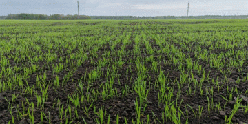Tymen District’s Spring Sowing Progress: 20% of Target Area Completed – What’s Next for Farmers?