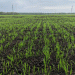 Tymen District’s Spring Sowing Progress: 20% of Target Area Completed – What’s Next for Farmers?