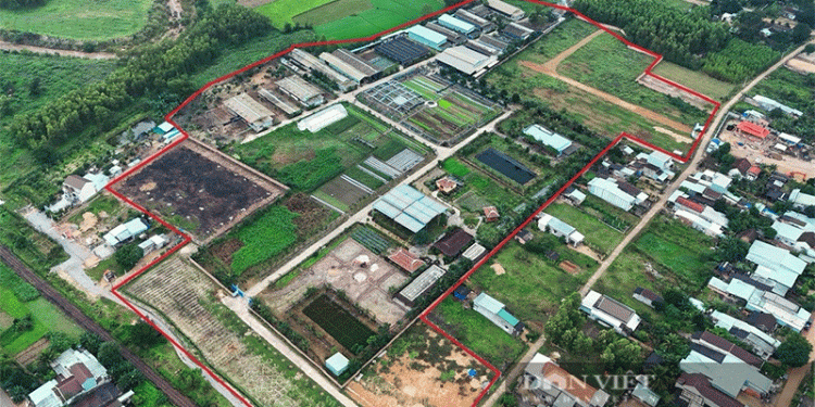 VietGAP Farm Scandal in Bình Định: How Regulatory Failures Undermine Agricultural Sustainability