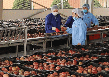 Vietnam’s Fruit and Vegetable Industry Under Pressure: Adapting to Stricter Global Regulations