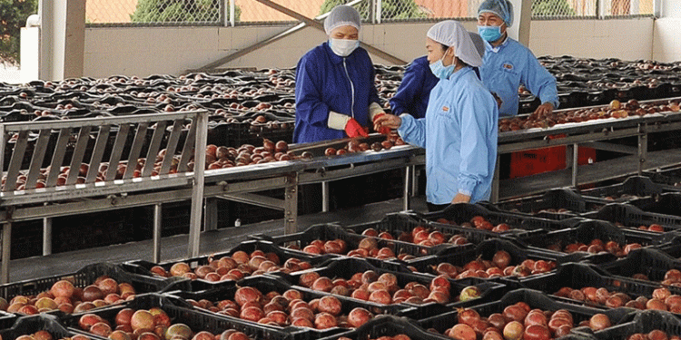 Vietnam’s Fruit and Vegetable Industry Under Pressure: Adapting to Stricter Global Regulations