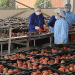 Vietnam’s Fruit and Vegetable Industry Under Pressure: Adapting to Stricter Global Regulations