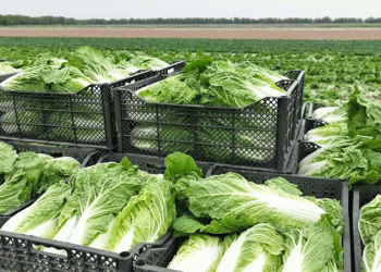 Drip Irrigation & Smart Farming in Maktaaral: How Innovation is Boosting Crop Yields and Profits