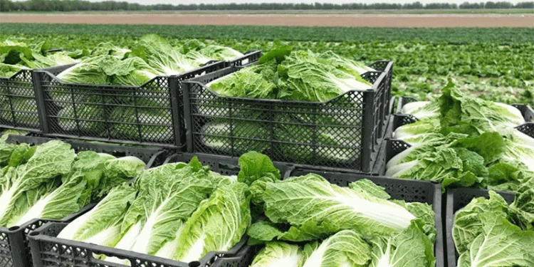 Drip Irrigation & Smart Farming in Maktaaral: How Innovation is Boosting Crop Yields and Profits