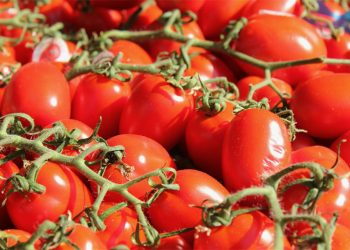 Tomatoes Dominate Almería’s Greenhouses: Trends, Yields, and Market Insights for 2024