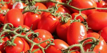 Tomatoes Dominate Almería’s Greenhouses: Trends, Yields, and Market Insights for 2024