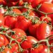 Tomatoes Dominate Almería’s Greenhouses: Trends, Yields, and Market Insights for 2024