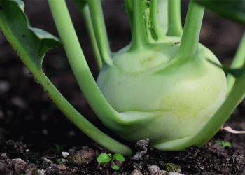 Record-Breaking Kohlrabi Surplus Sparks Unprecedented Retail Promotions in Germany