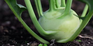 Record-Breaking Kohlrabi Surplus Sparks Unprecedented Retail Promotions in Germany