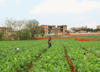 How a ‘Hong Kong-Bound Vegetable’ Base is Boosting Farmer Incomes by Millions Annually in Qiubei