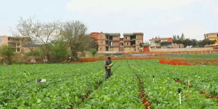 How a ‘Hong Kong-Bound Vegetable’ Base is Boosting Farmer Incomes by Millions Annually in Qiubei