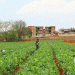 How a ‘Hong Kong-Bound Vegetable’ Base is Boosting Farmer Incomes by Millions Annually in Qiubei