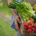 The Organic Premium: Why Organic Produce Costs 50% More and What It Means for Agriculture