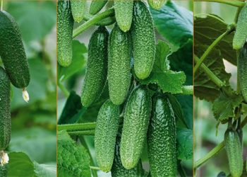 Russian Cucumbers Flood Poland: A Growing Concern for EU Agriculture