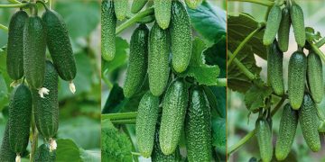 Russian Cucumbers Flood Poland: A Growing Concern for EU Agriculture