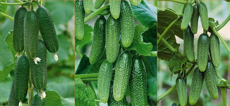 Russian Cucumbers Flood Poland: A Growing Concern for EU Agriculture