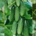 Russian Cucumbers Flood Poland: A Growing Concern for EU Agriculture