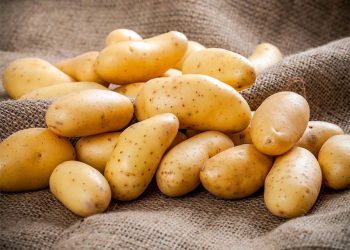Starch Potato Prices Rise in 2024: What Farmers and Agronomists Need to Know