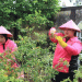 Urban Farming & Sustainable Food Security: How Community-Led Agriculture is Transforming Small-Scale Production